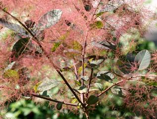0115Smoke bush.jpg